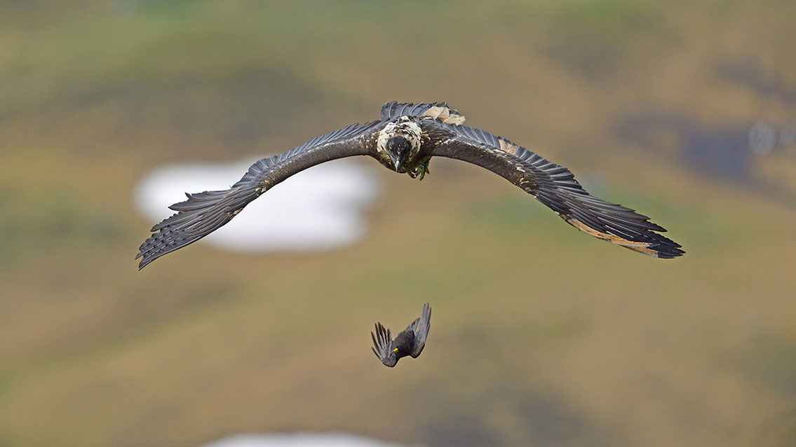 Bartgeier, Gypaète Barbu, Quebrantahuesos, Lämmergeier, Lammergeier, 