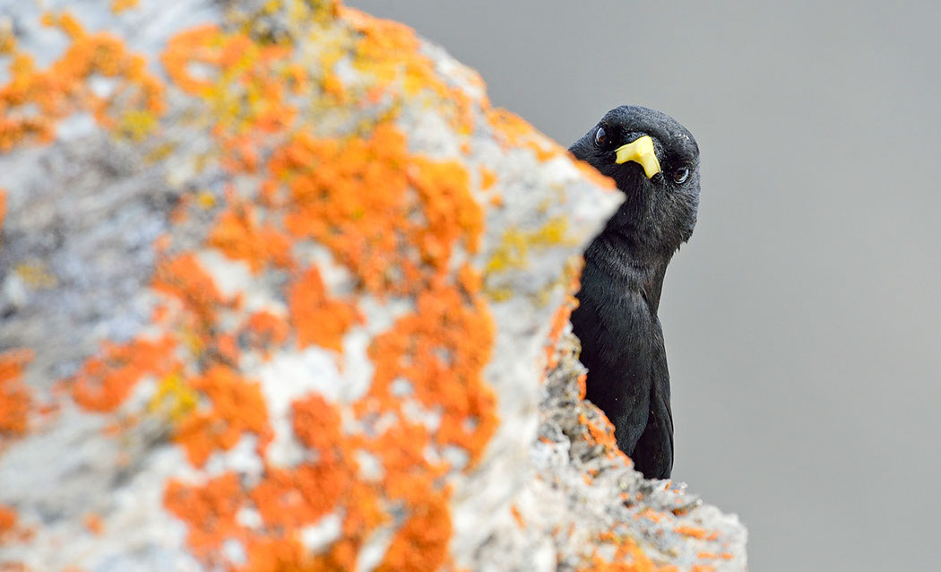 Alpendohle Schweiz Alpen&nbsp; Adult
