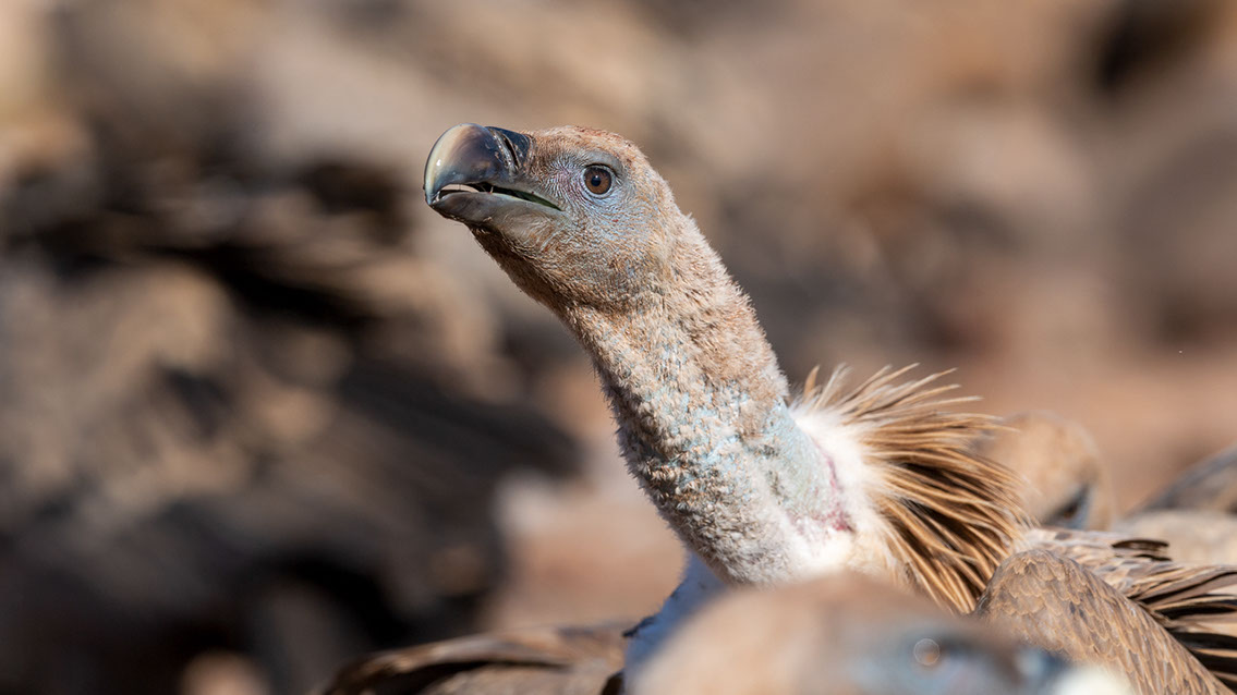 Bartgeier, Gypaète Barbu, Quebrantahuesos, Lämmergeier, Lammergeier, 