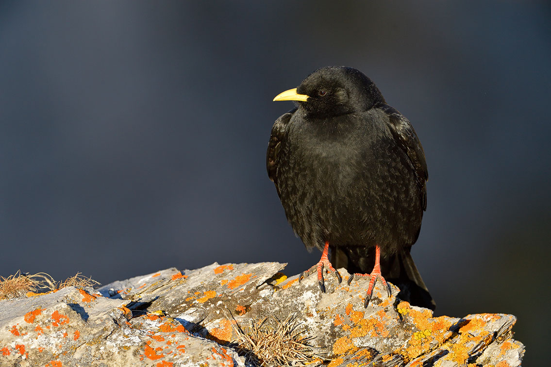 Bartgeier, Gypaète Barbu, Quebrantahuesos, Lämmergeier, Lammergeier, 