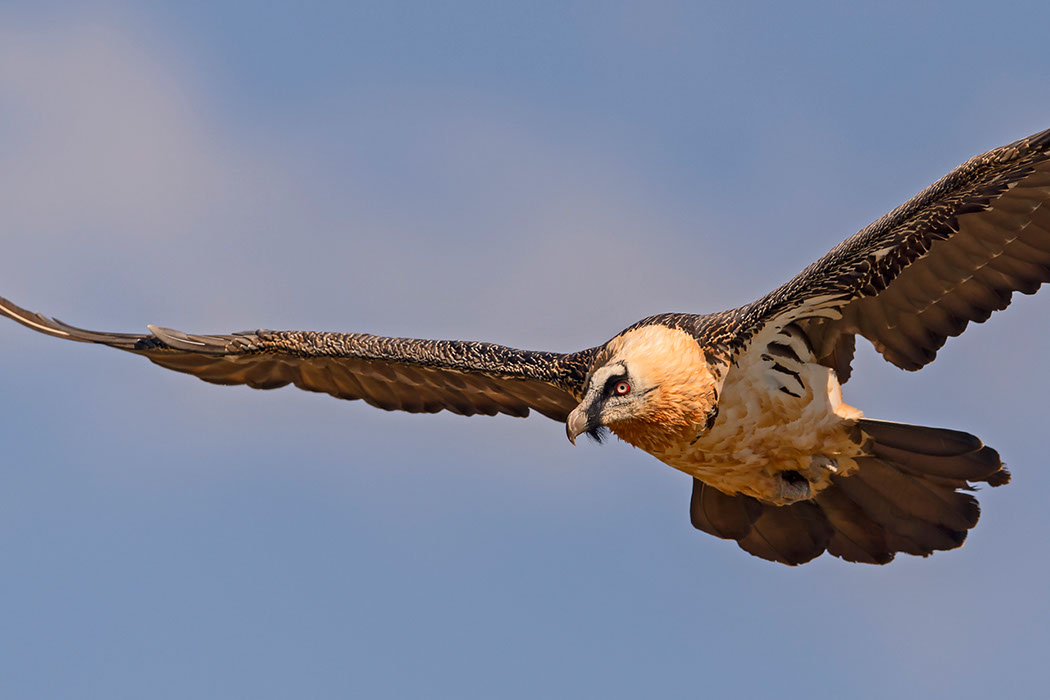 Bartgeier, Gypaète Barbu, Quebrantahuesos, Lämmergeier, Lammergeier, 