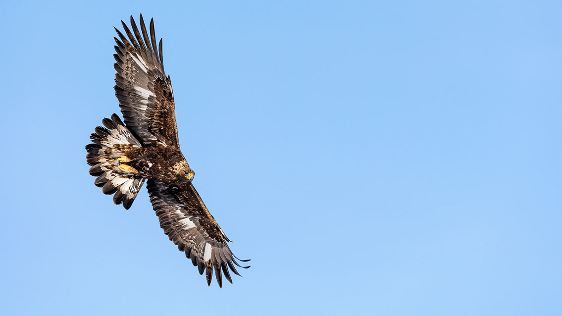 Bartgeier, Gypaète Barbu, Quebrantahuesos, Lämmergeier, Lammergeier, 