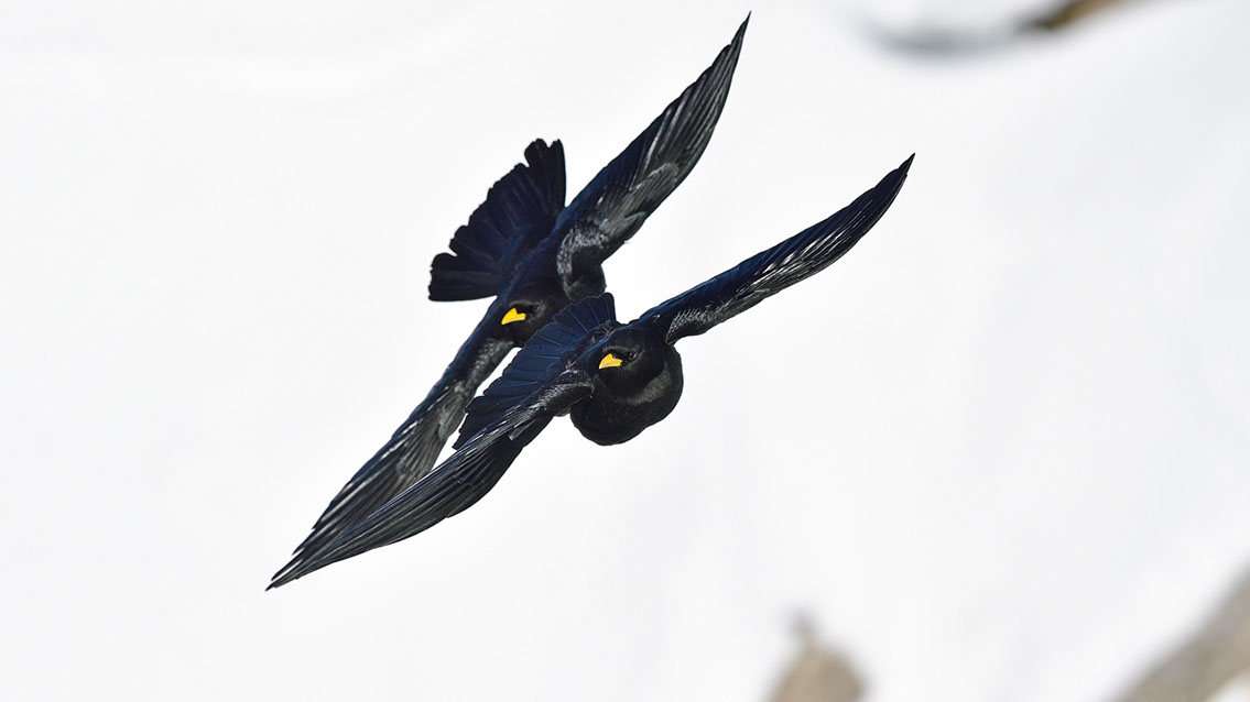 Bartgeier, Gypaète Barbu, Quebrantahuesos, Lämmergeier, Lammergeier, 