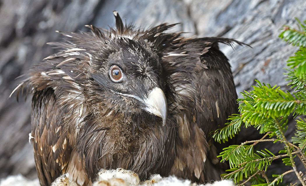 Bartgeier Schweiz Alpen fliegend Adult Gyaéte en vol Lammergeier Bearded Vulture Lämmera