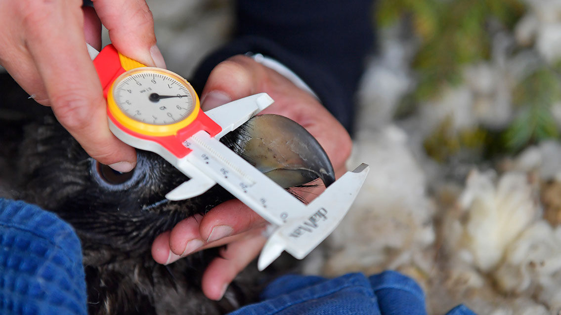 Bartgeier, Gypaète Barbu, Quebrantahuesos, Lämmergeier, Lammergeier, 