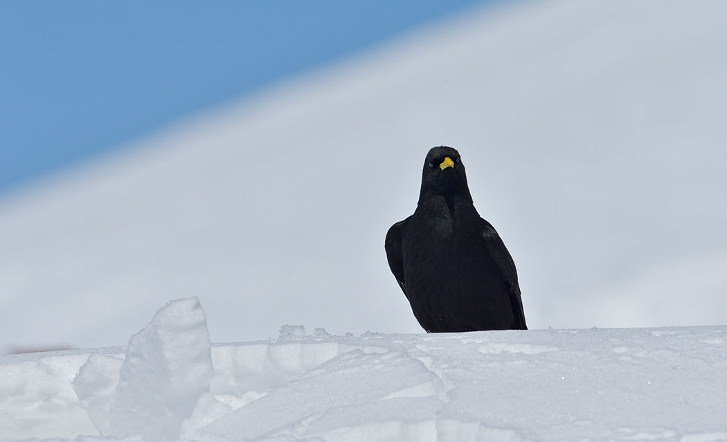 Bartgeier Schweiz Alpen fliegend Adult Gyaéte en vol Lammergeier Bearded Vulture