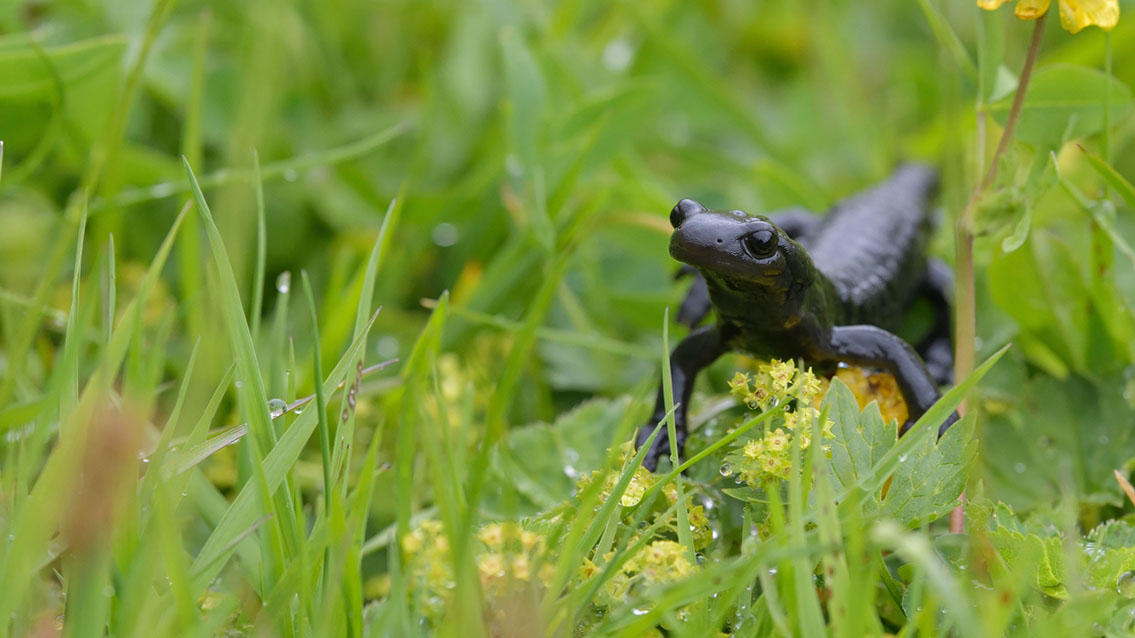 Bartgeier, Gypaète Barbu, Quebrantahuesos, Lämmergeier, Lammergeier, 