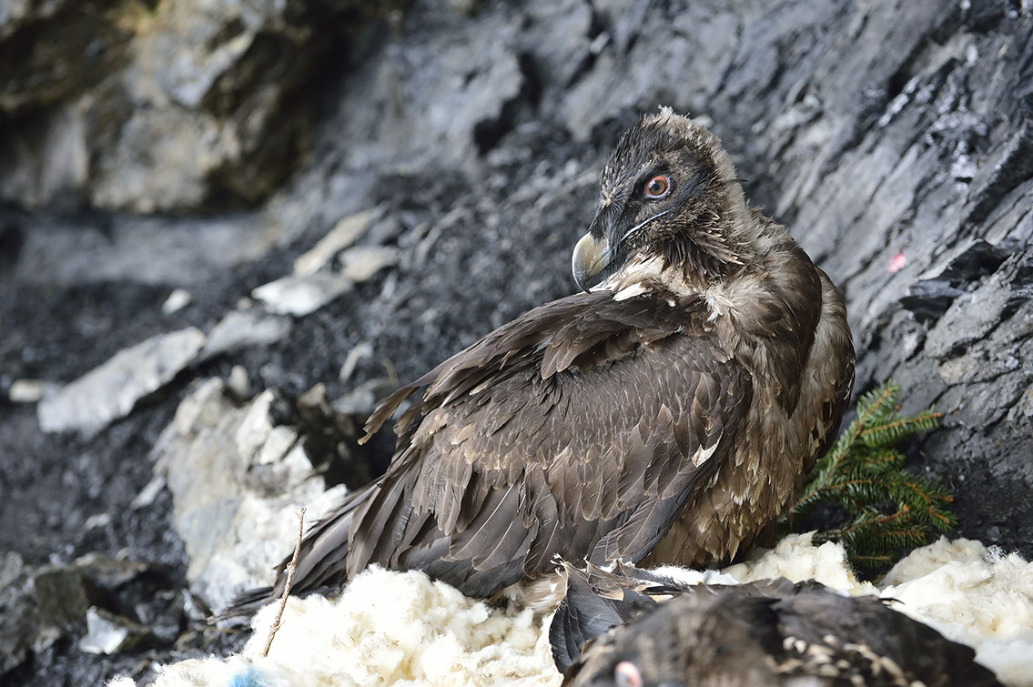Bartgeier, Gipeto, Lammergeier, Bearded Vulture, Gypaète, Gypaetus barbatus, fliegend, sitzend, Alpen, Swiss Alps, Melchsee-Frutt, Auswilderung,