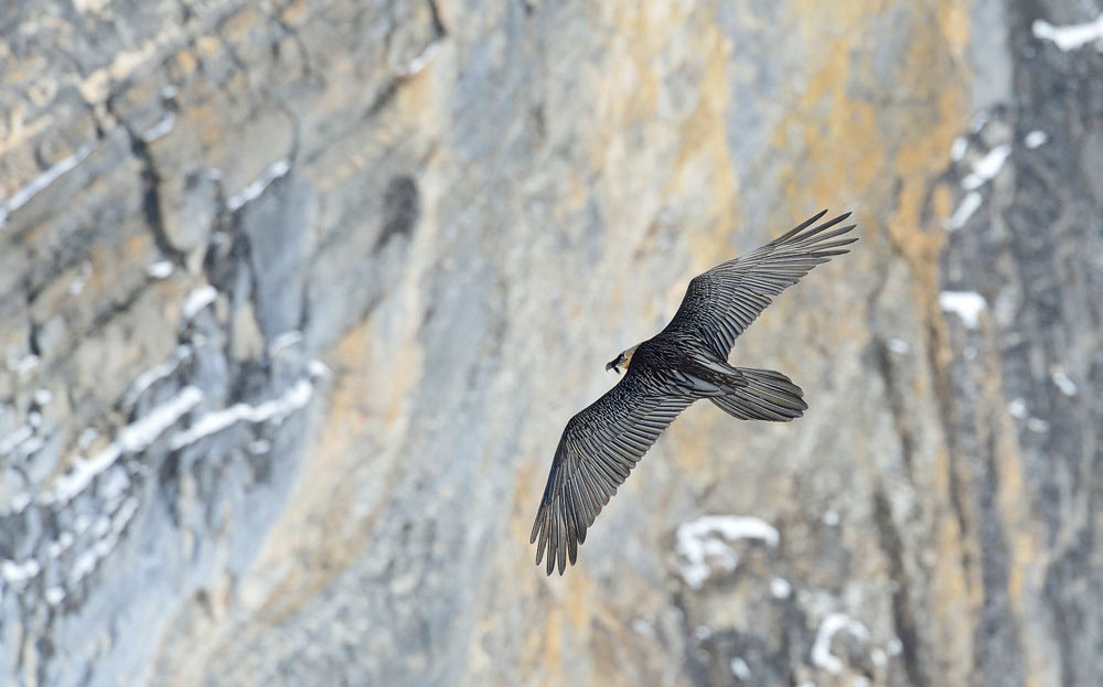 Bartgeier, Gipeto, Lammergeier, Bearded Vulture, Gypaète, Gypaetus barbatus, fliegend, sitzend, Alpen, Swiss Alps, 