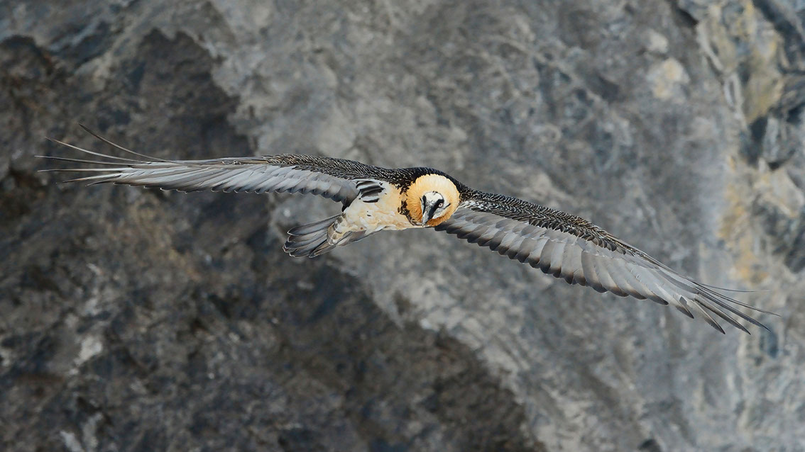 Bartgeier, Gipeto, Lammergeier, Bearded Vulture, Gypaète, Gypaetus barbatus, 