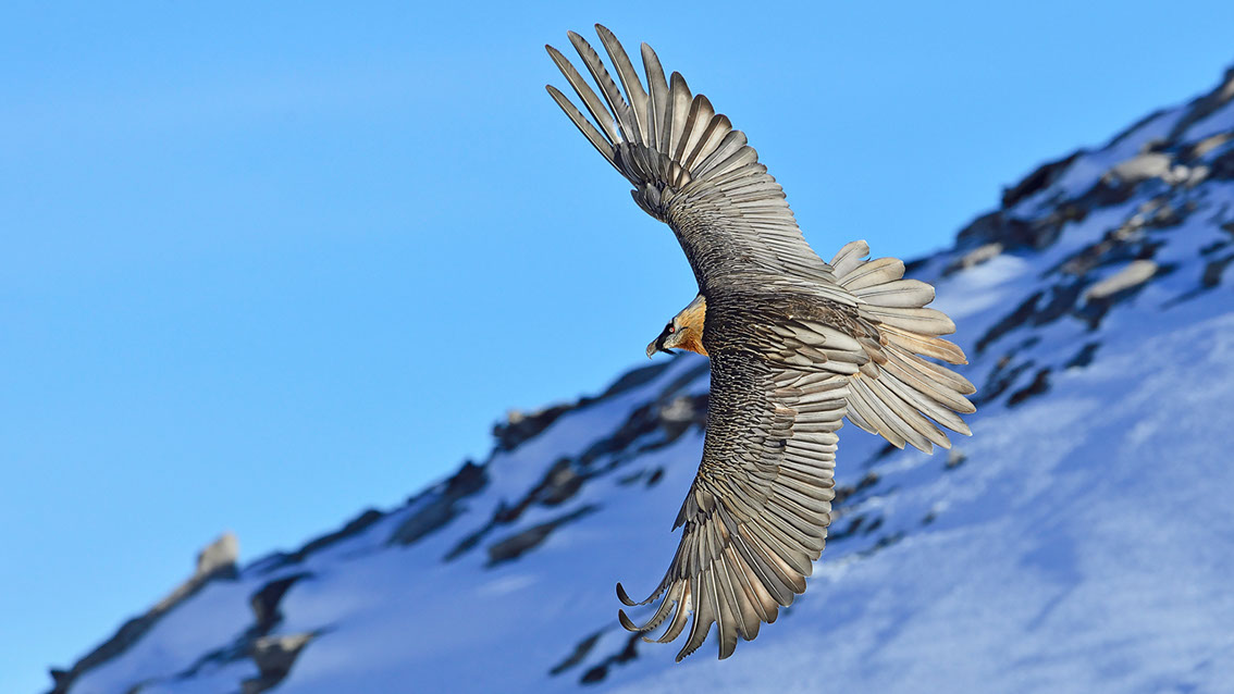 Bartgeier, Gipeto, Lammergeier, Bearded Vulture, Gypaète, Gypaetus barbatus, 