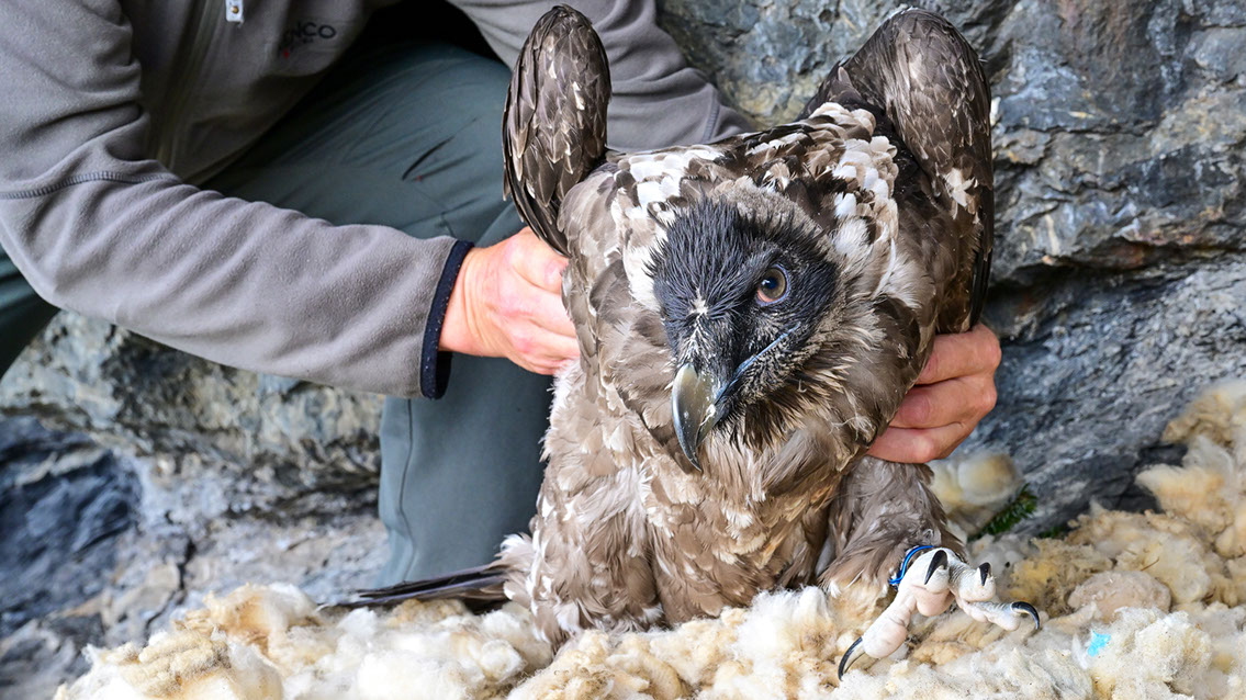 Bartgeier, Gypaète Barbu, Quebrantahuesos, Lämmergeier, Lammergeier, 