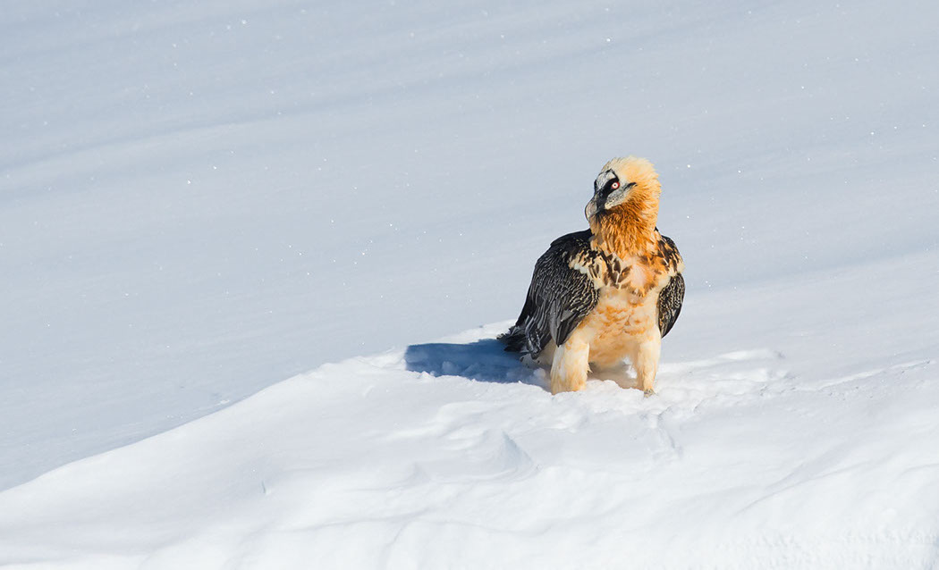 Bartgeier, Gipeto, Lammergeier, Bearded Vulture, Gypaète, Gypaetus barbatus, fliegend, sitzend, Alpen, Swiss Alps, 