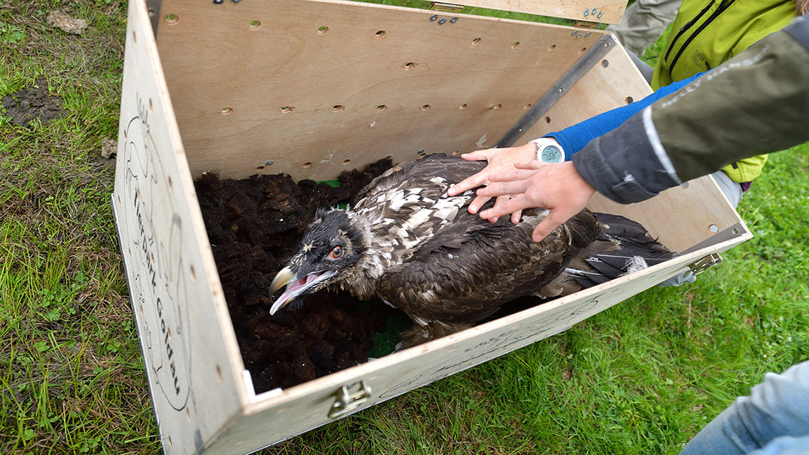 Bartgeier, Gypaète Barbu, Quebrantahuesos, Lämmergeier, Lammergeier, 