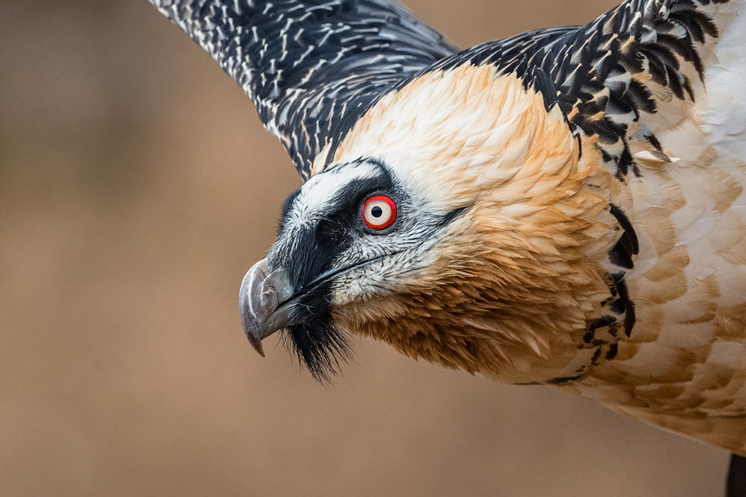 Bartgeier, Gypaète Barbu, Quebrantahuesos, Lämmergeier, Lammergeier, 