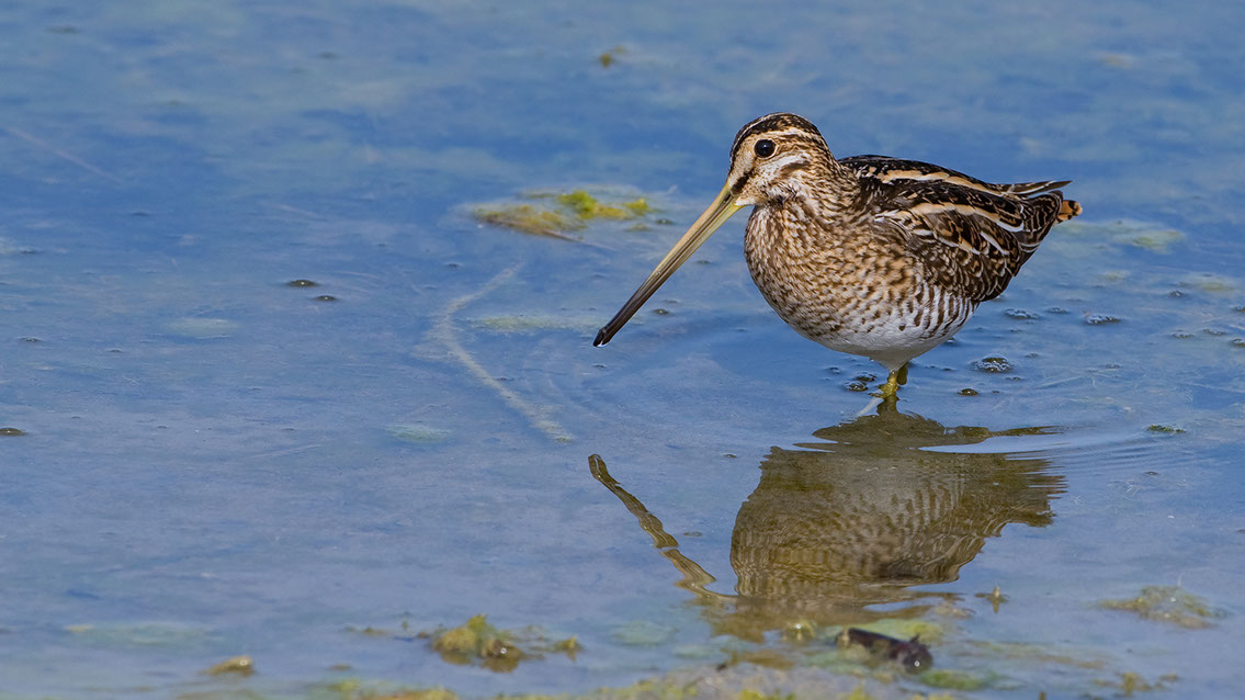 Bartgeier, Gypaète Barbu, Quebrantahuesos, Lämmergeier, Lammergeier, 