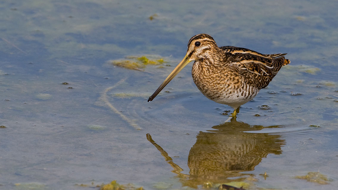 Bartgeier, Gypaète Barbu, Quebrantahuesos, Lämmergeier, Lammergeier, 