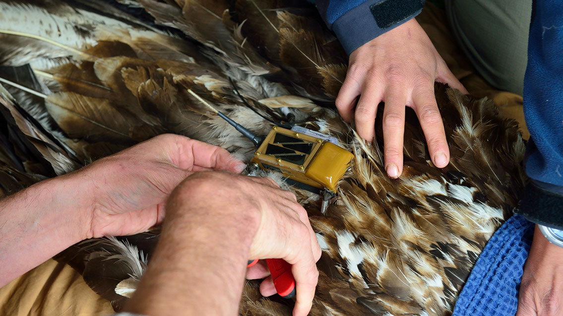 Bartgeier, Gypaète Barbu, Quebrantahuesos, Lämmergeier, Lammergeier, 