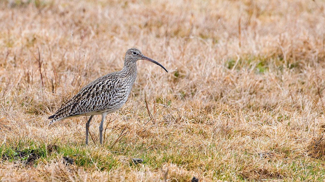 Bartgeier, Gypaète Barbu, Quebrantahuesos, Lämmergeier, Lammergeier, 