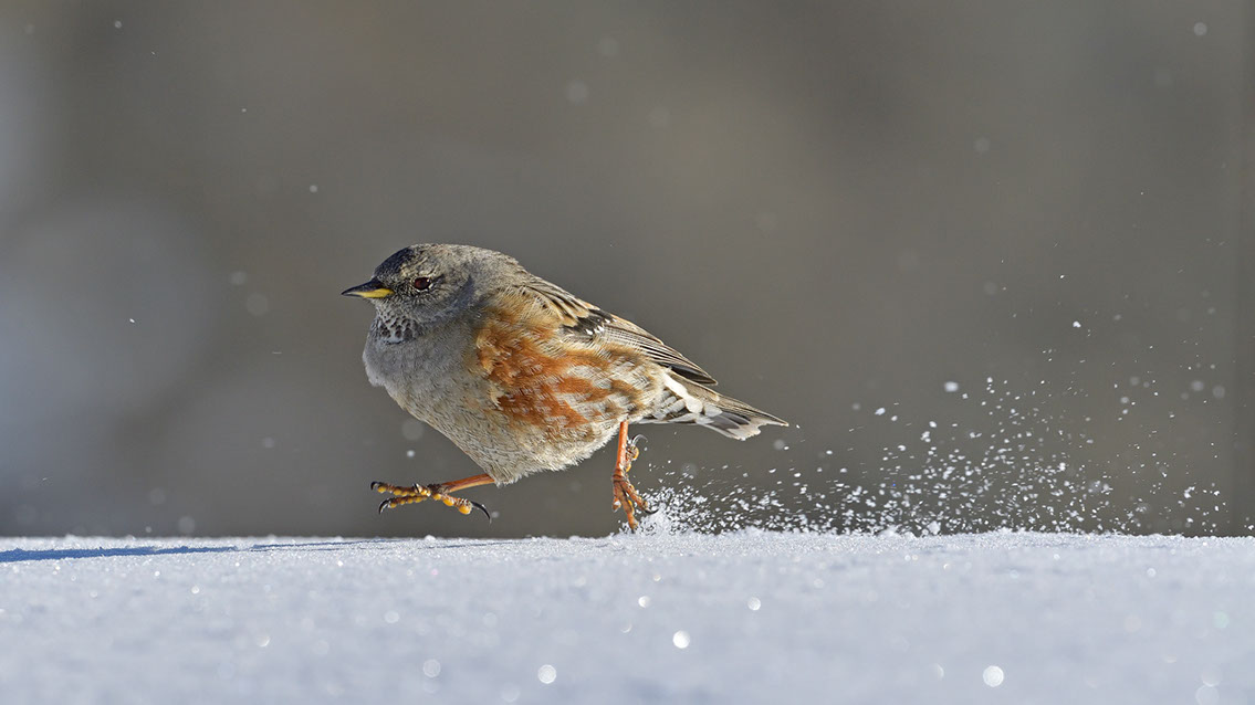 Bartgeier, Gypaète Barbu, Quebrantahuesos, Lämmergeier, Lammergeier, 