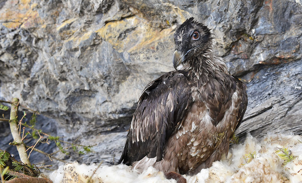 Bartgeier Schweiz Alpen fliegend Adult Gyaéte en vol Lammergeier Bearded Vulture