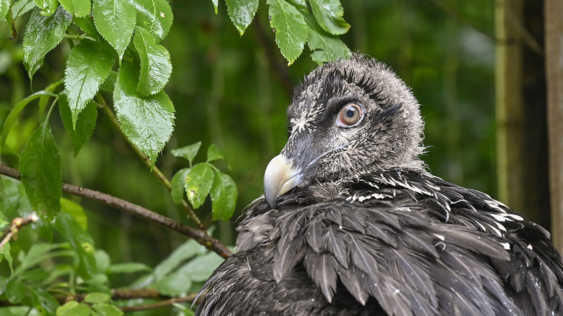Bartgeier, Gypaète Barbu, Quebrantahuesos, Lämmergeier, Lammergeier, 