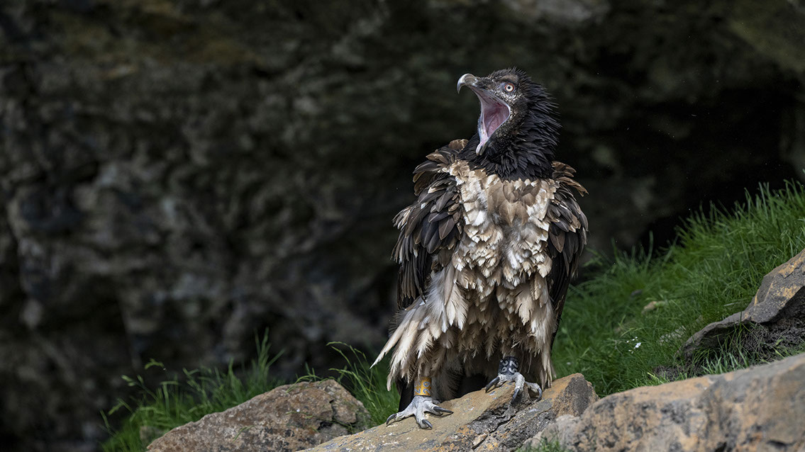Bartgeier, Gypaète Barbu, Quebrantahuesos, Lämmergeier, Lammergeier, 