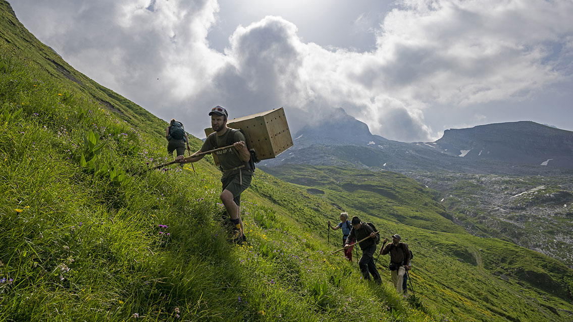 Bartgeier, Gypaète Barbu, Quebrantahuesos, Lämmergeier, Lammergeier, 