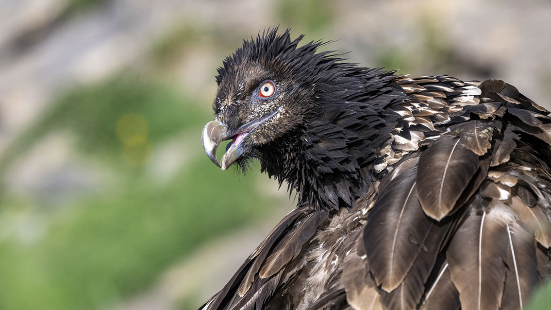 Bartgeier, Gypaète Barbu, Quebrantahuesos, Lämmergeier, Lammergeier, 