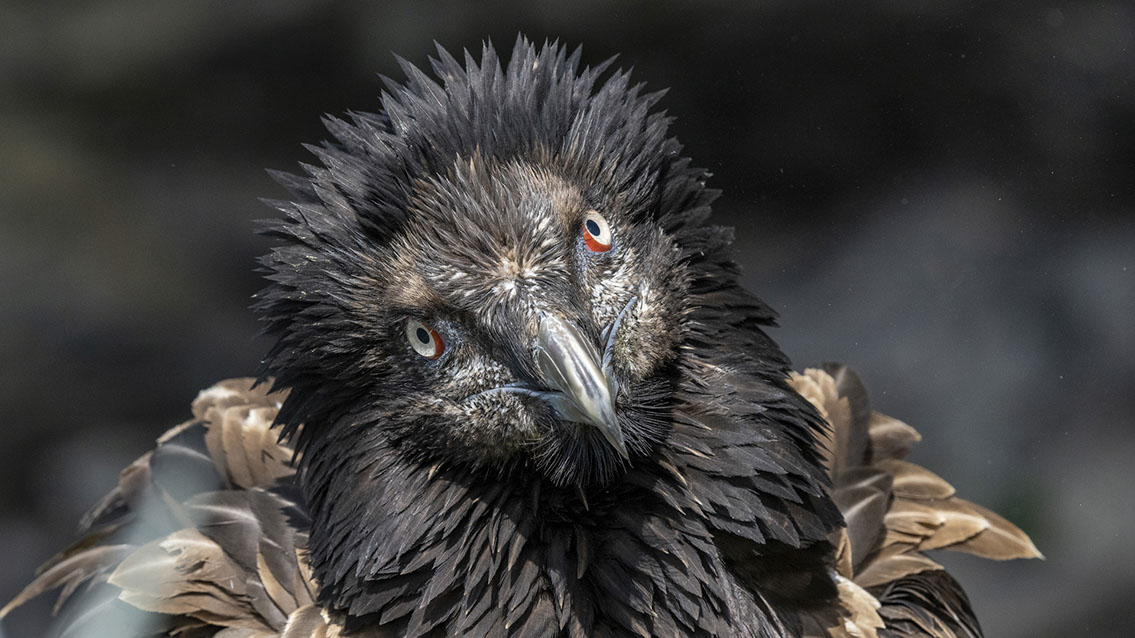 Bartgeier, Gypaète Barbu, Quebrantahuesos, Lämmergeier, Lammergeier, 