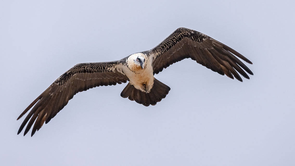 Bartgeier, Gypaète Barbu, Quebrantahuesos, Lämmergeier, Lammergeier, 