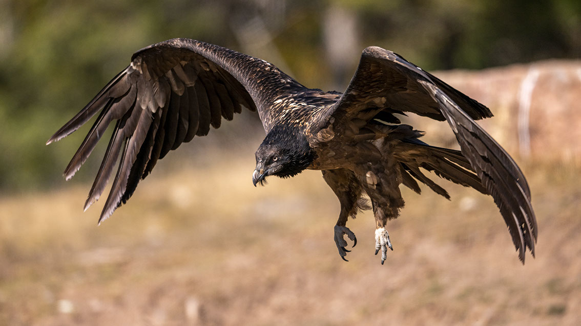 Bartgeier, Gypaète Barbu, Quebrantahuesos, Lämmergeier, Lammergeier, 