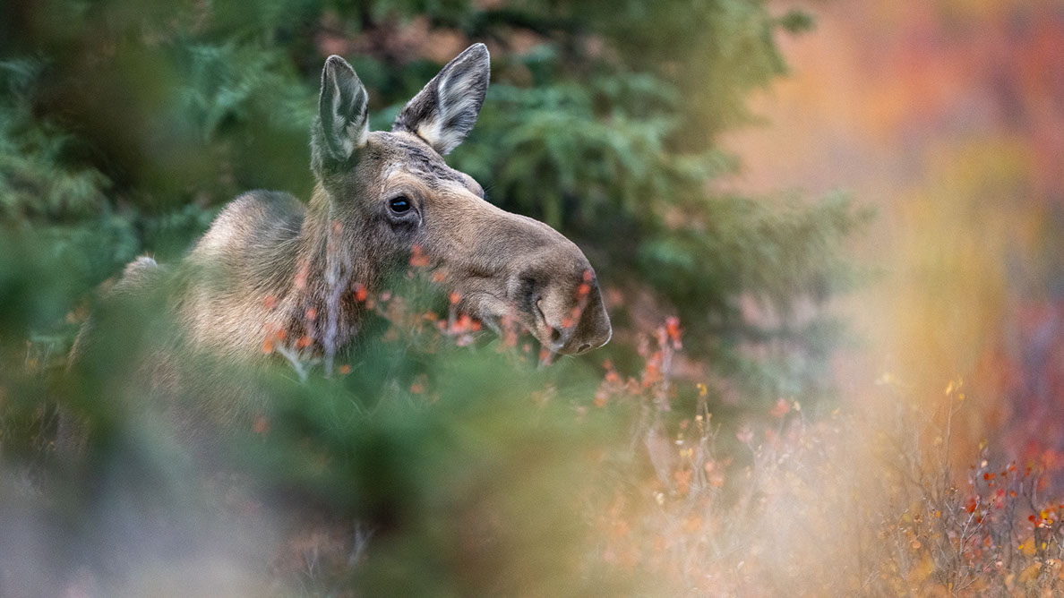 Bartgeier, Gypaète Barbu, Quebrantahuesos, Lämmergeier, Lammergeier, 