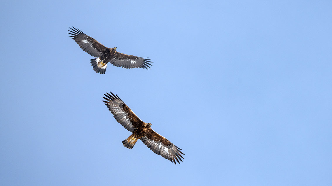 Bartgeier Schweiz Alpen fliegend Adult Gyaéte en vol Lammergeier Bearded Vulture