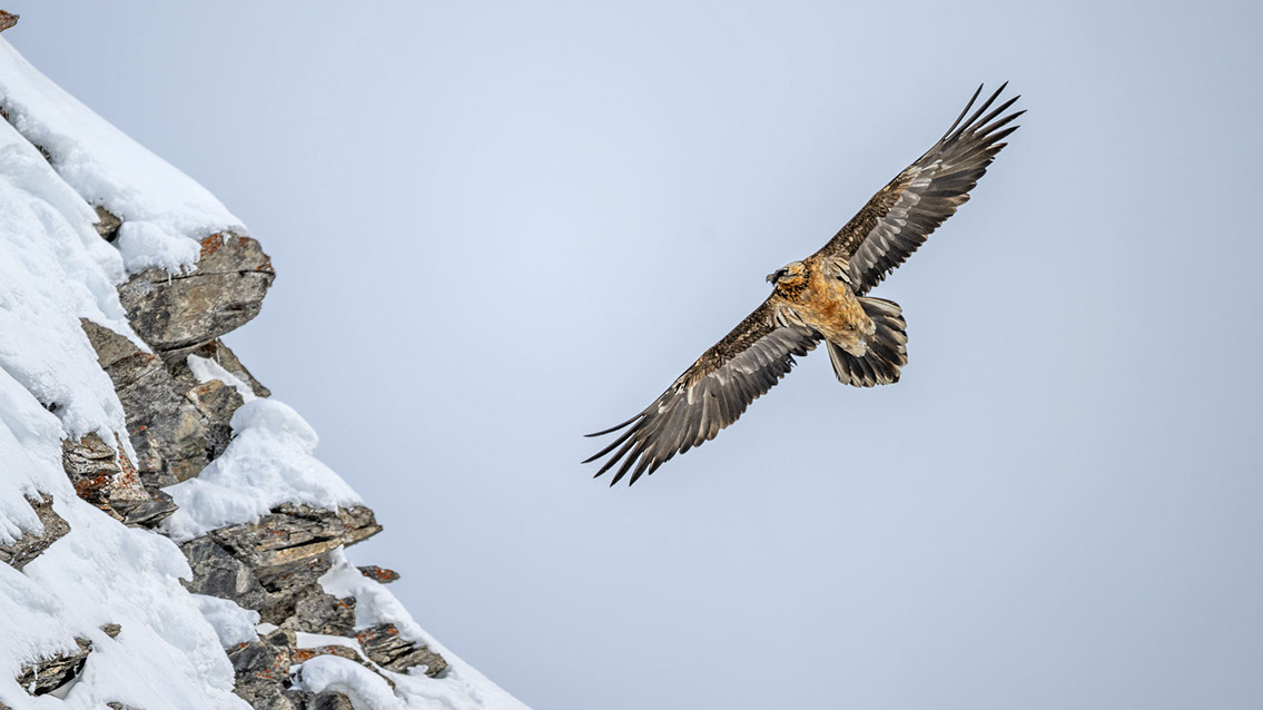 Bartgeier Schweiz Alpen fliegend Adult Gyaéte en vol Lammergeier Bearded Vulture