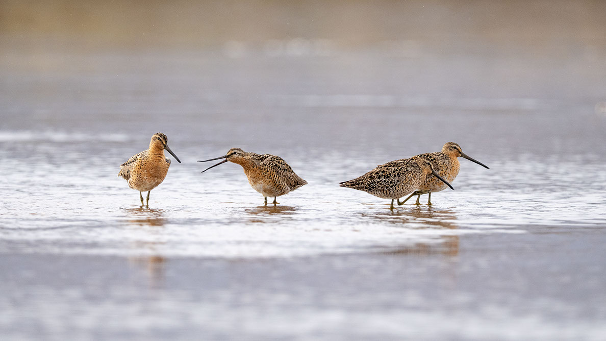 Bartgeier, Gypaète Barbu, Quebrantahuesos, Lämmergeier, Lammergeier, 