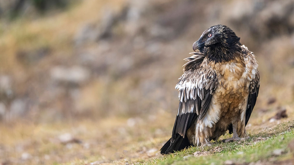 Bartgeier, Gypaète Barbu, Quebrantahuesos, Lämmergeier, Lammergeier, 