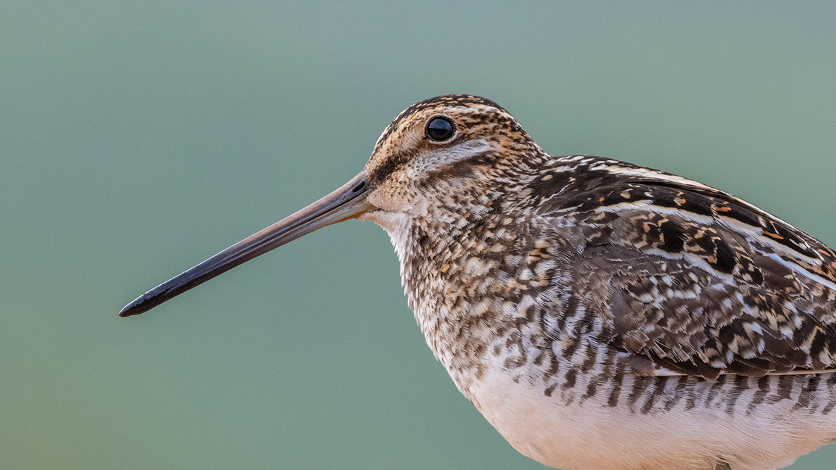 Bartgeier, Gypaète Barbu, Quebrantahuesos, Lämmergeier, Lammergeier, 