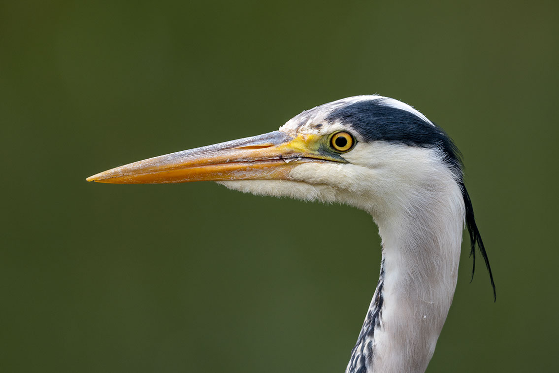 Bartgeier, Gypaète Barbu, Quebrantahuesos, Lämmergeier, Lammergeier, 