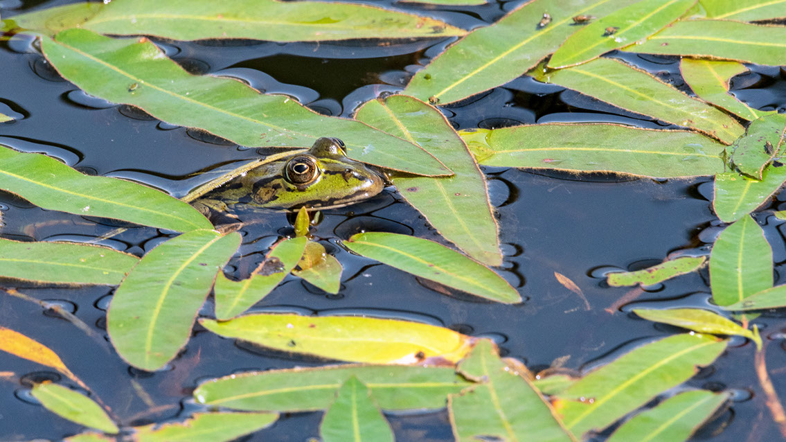 Bartgeier, Gypaète Barbu, Quebrantahuesos, Lämmergeier, Lammergeier, 