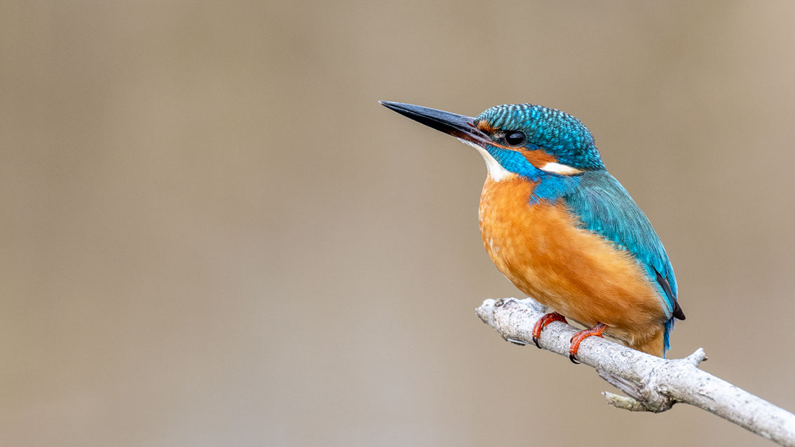 Bartgeier, Gypaète Barbu, Quebrantahuesos, Lämmergeier, Lammergeier, 