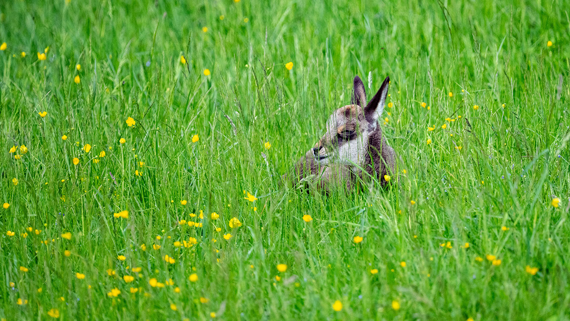 Athene noctua, Steinkauz, Kauz, Little owl