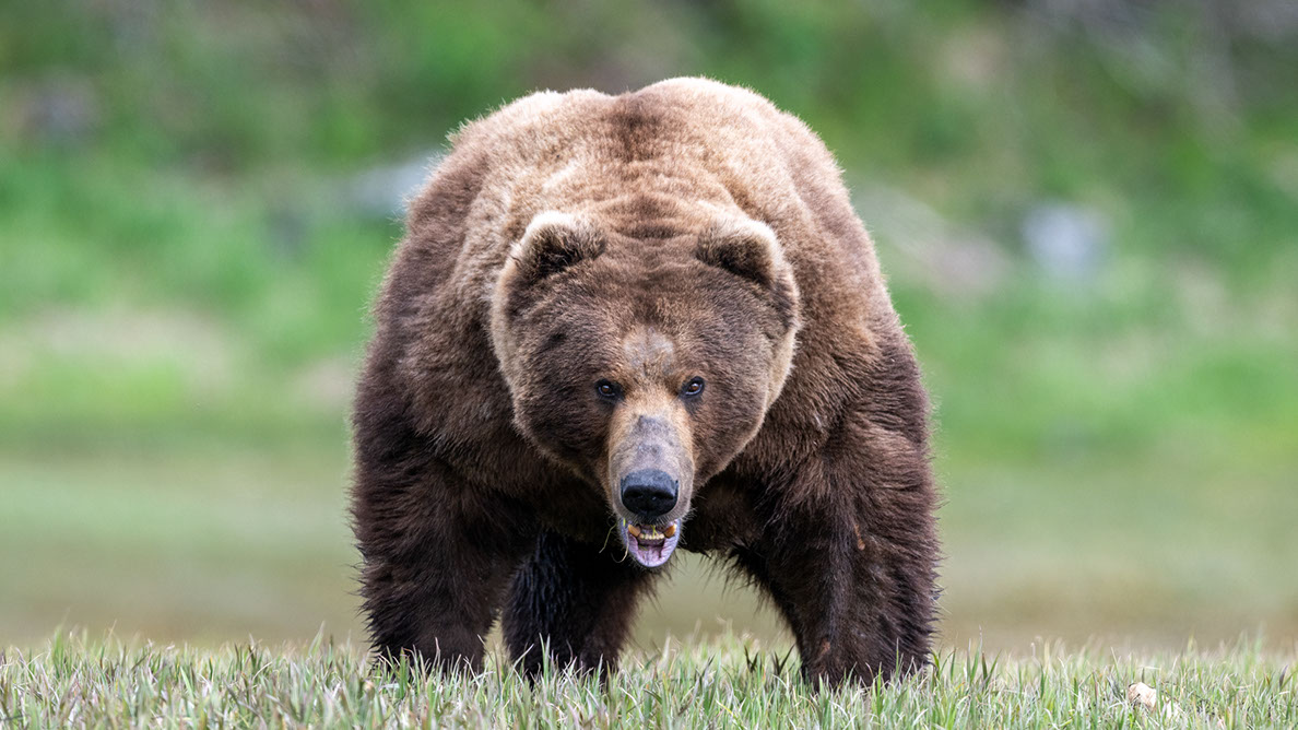 Bartgeier, Gypaète Barbu, Quebrantahuesos, Lämmergeier, Lammergeier, 