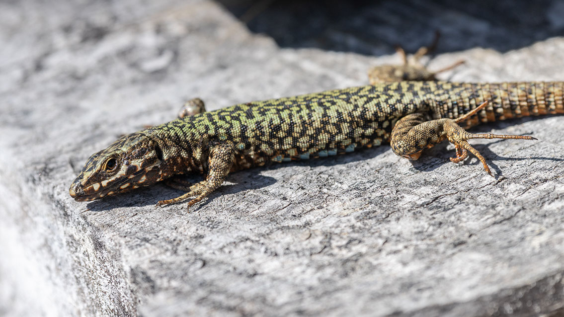 Bartgeier, Gypaète Barbu, Quebrantahuesos, Lämmergeier, Lammergeier, 