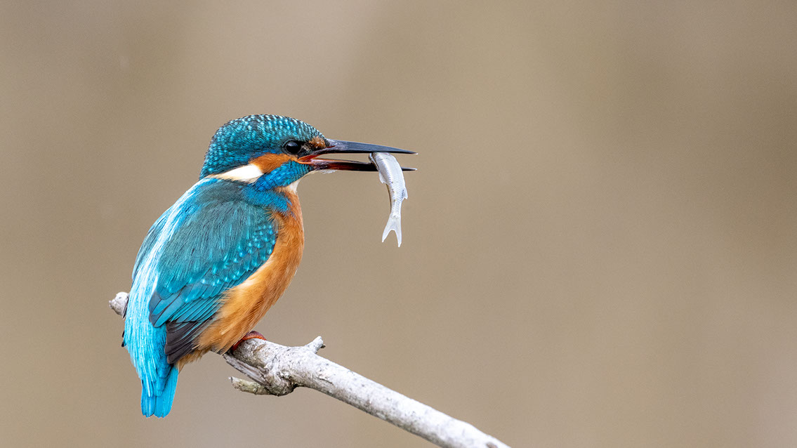 Bartgeier, Gypaète Barbu, Quebrantahuesos, Lämmergeier, Lammergeier, 