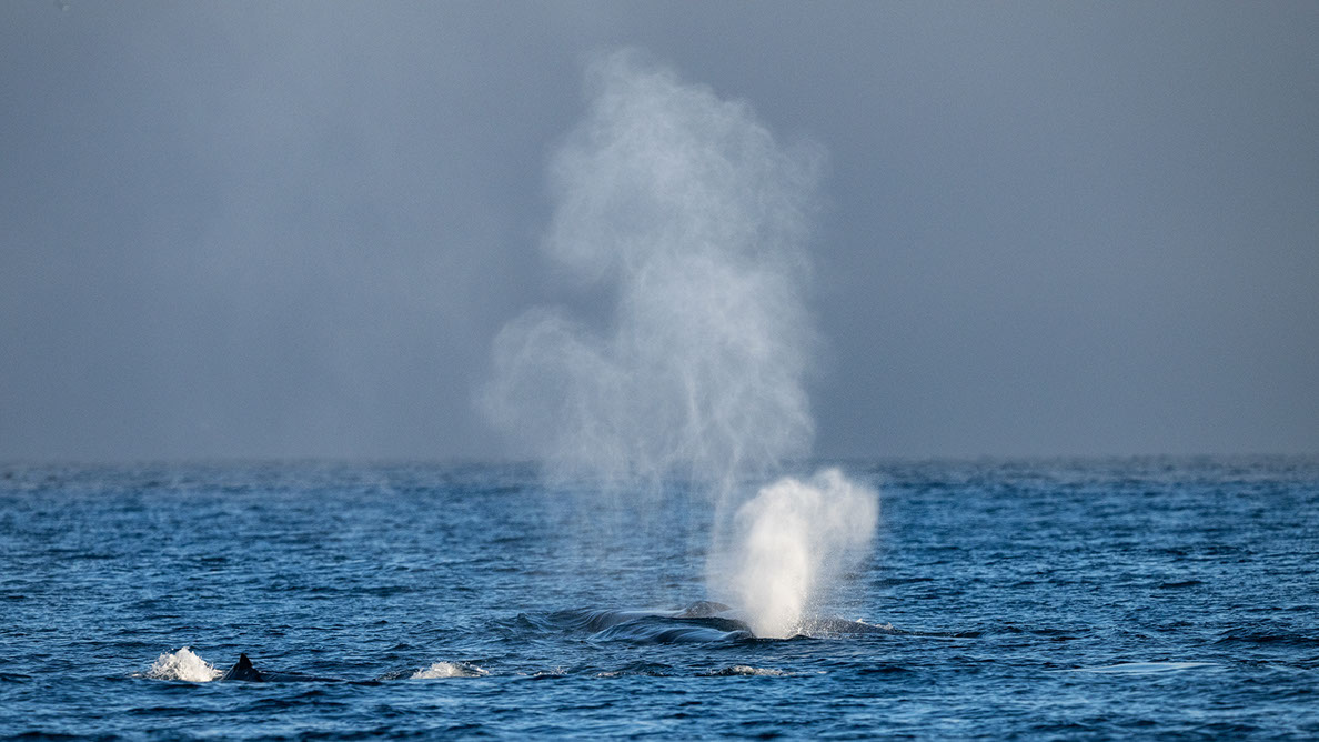 Bartgeier, Gypaète Barbu, Quebrantahuesos, Lämmergeier, Lammergeier, 
