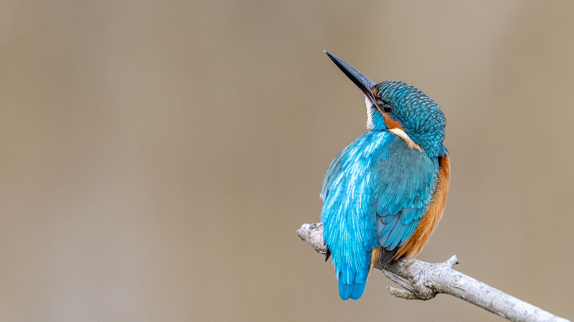 Bartgeier, Gypaète Barbu, Quebrantahuesos, Lämmergeier, Lammergeier, 