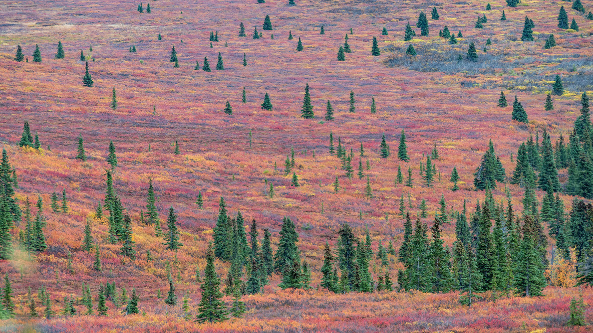 Bartgeier, Gypaète Barbu, Quebrantahuesos, Lämmergeier, Lammergeier, 