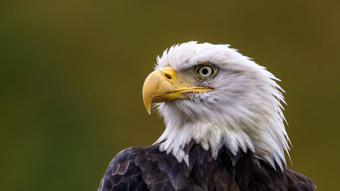 Bartgeier, Gypaète Barbu, Quebrantahuesos, Lämmergeier, Lammergeier, 