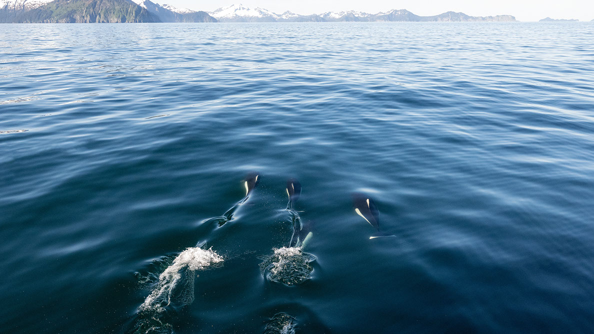 Bartgeier, Gypaète Barbu, Quebrantahuesos, Lämmergeier, Lammergeier, 